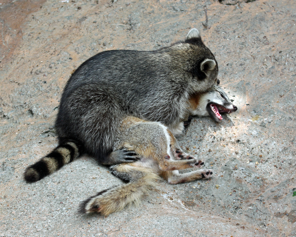 Wrestling Furballs