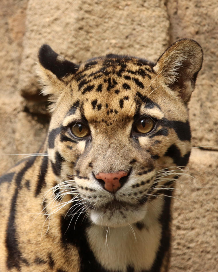Clear Eyes Clouded Leopard By Jack 13 On Deviantart