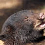 Smiling Bear Cub