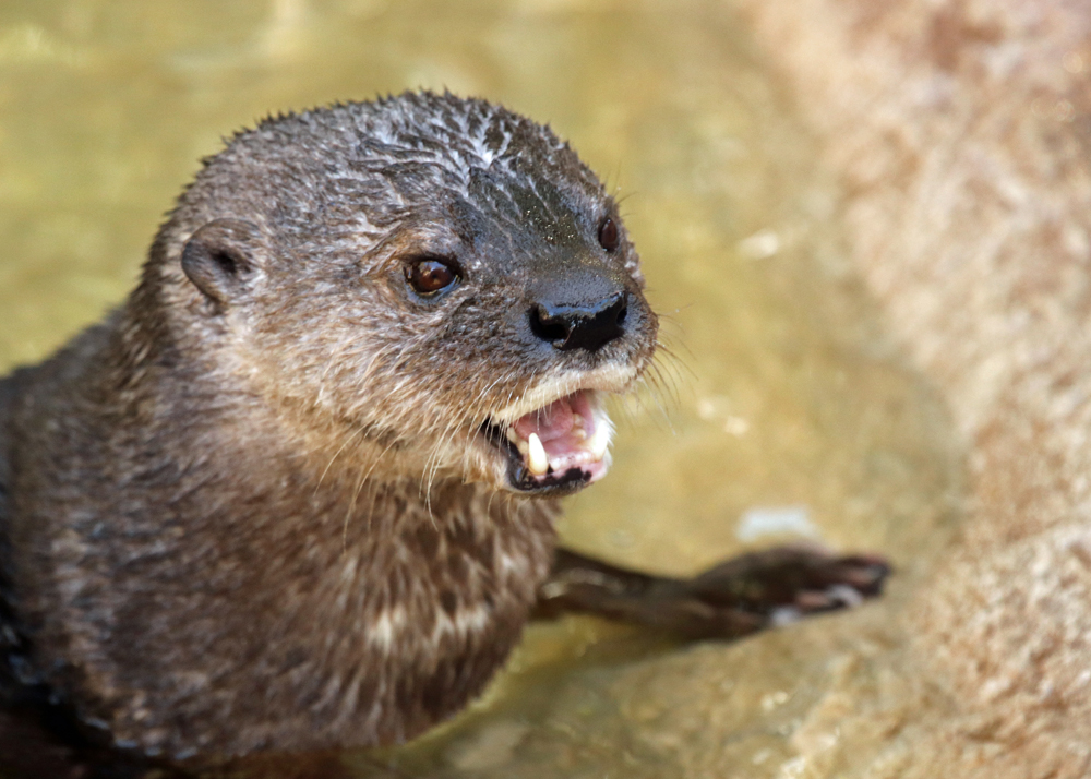 Shoutty Otter