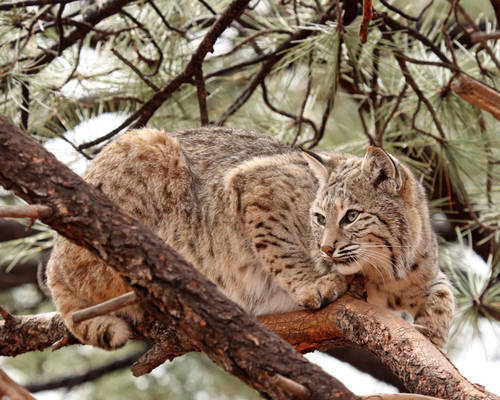 Bobcat in a Tree