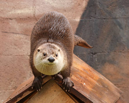 Otter on the Roof