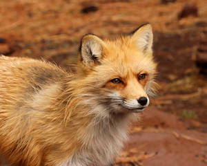 Glowing Fox by Jack-13 Glowing Fox by Jack-13