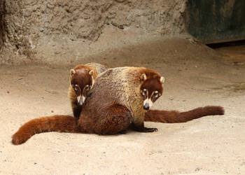 Coati Clones