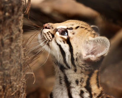 Kitten Curiosity