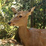 Deer Staredown