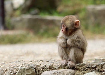 Lonely Monkey