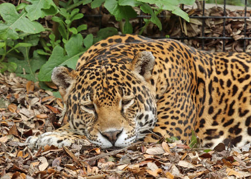 Moping Jaguar