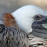 Pelican Gaze