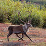 Cantering Caribou