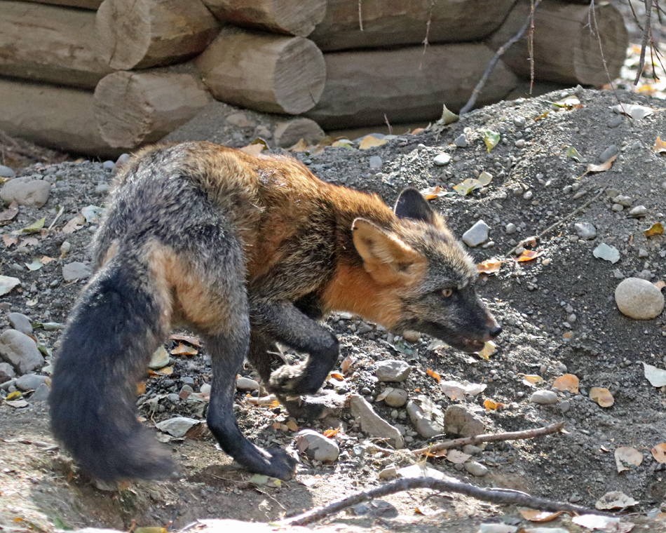 Fox Defensive Position Defensive Cross Fox by Jack-13 on DeviantArt