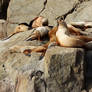 Sea Lion Greeting