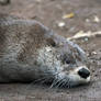 Otter Mud Facial