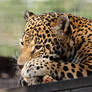 Jaguar Snacking