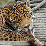 Jaguar Grooming