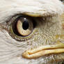 Eagle Eyed Close Up