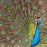 Peacock Display