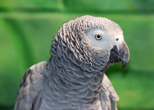 Curious African Gray