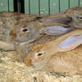Rabbit Pile