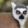 Serious Lemur