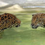 Jaguar Skinny Dip