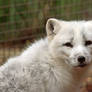 Arctic Fox Grin