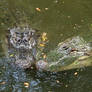 Gator Kisses