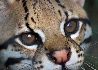 Laguna Closeup