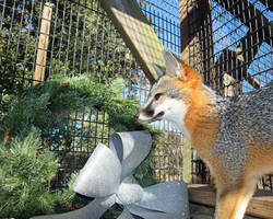 A Fox's Christmas Decor