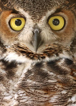 IITE Great Horned Owl