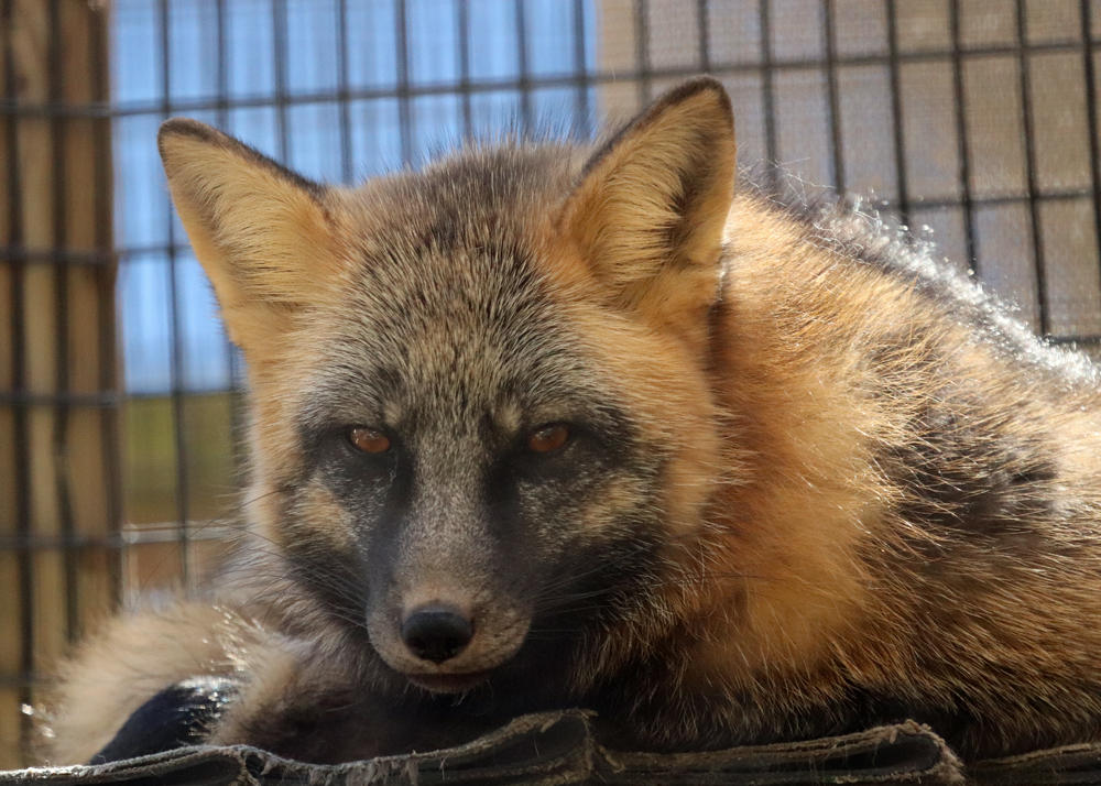 Being Mr. Grumpy Fox by Jack-13 on DeviantArt