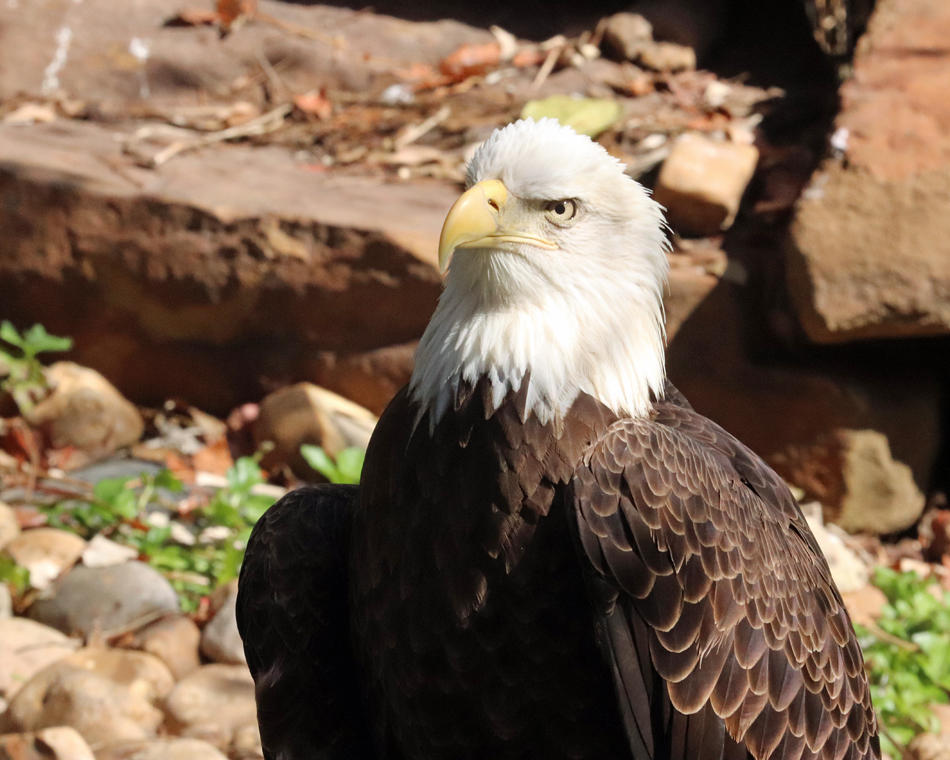 Stern Expression by Jack-13 on DeviantArt