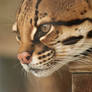 Clyde Close-Up