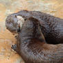 Mutual Grooming