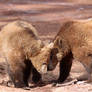 Bear Cub Greeting