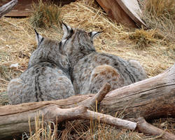 Bobcat Cuddles