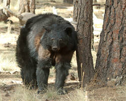 Scratching Bear