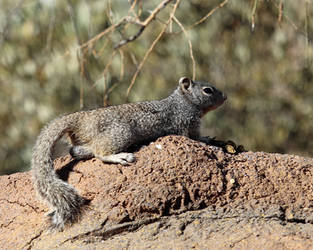 Grumpy Ground Squirrel