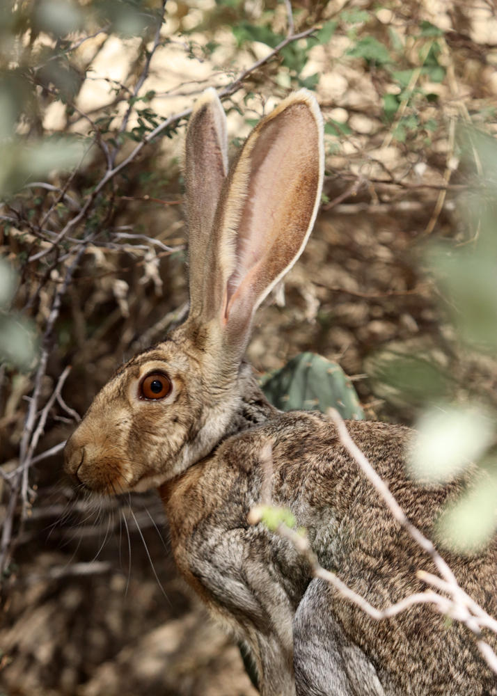 Jack Rabbit in Cover by Jack-13 on DeviantArt