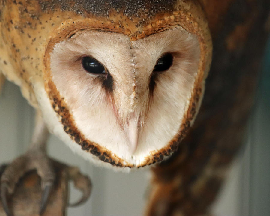 Angry Awl Angry Barn Owl by Jack-13 on DeviantArt