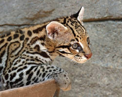 Perched Kitten
