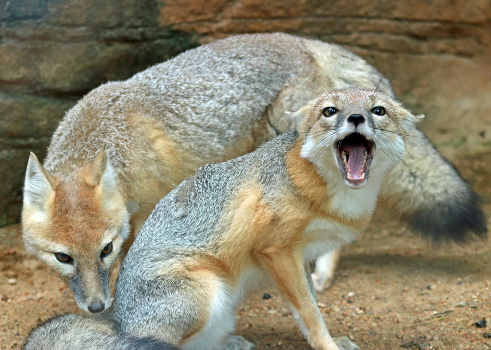 Fox Defensive Position Swift Fox Defensive Foxes by Jack-13 on DeviantArt