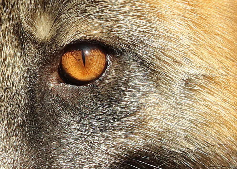 Cross Fox Eye Study by Jack-13 on DeviantArt