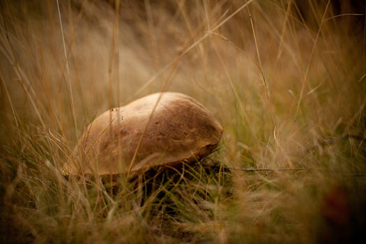 Shades of Brown