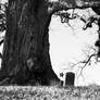 Under the Old Oak Tree