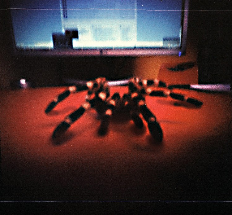 spider pinhole