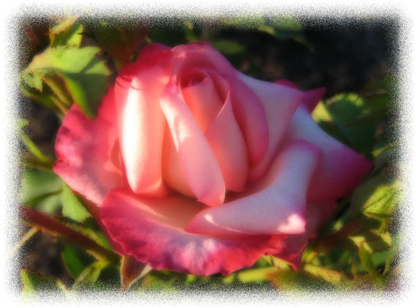 Ortis Roses Orton rose by skezix04 on DeviantArt