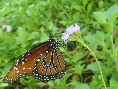 otra mariposa