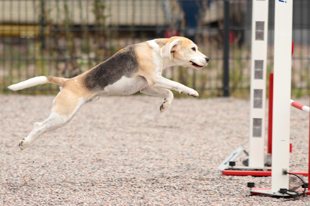 Agility: Beagle