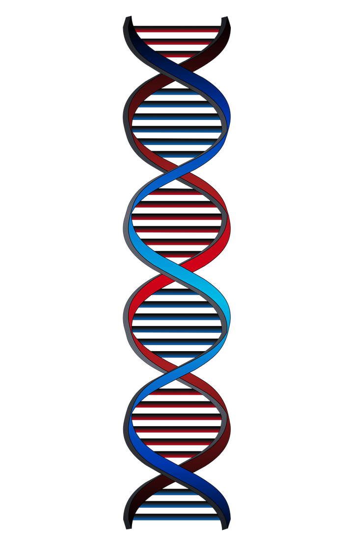 DNA String by GraysonShay on DeviantArt